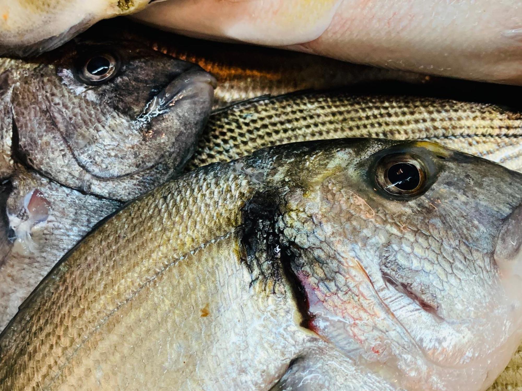 B&B Dalla Nonna Mattinata Esterno foto